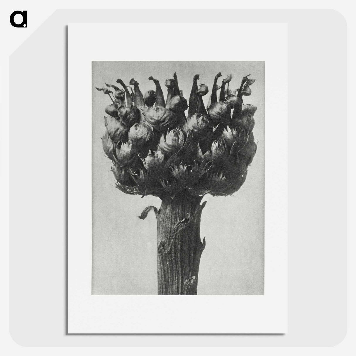 1-87_Karl-Blossfeldt_picture
