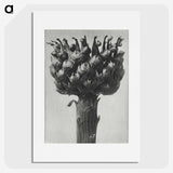 1-87_Karl-Blossfeldt_picture