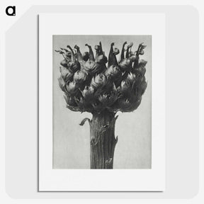 1-87_Karl-Blossfeldt_picture