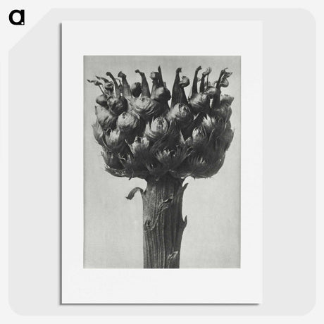 1-87_Karl-Blossfeldt_picture