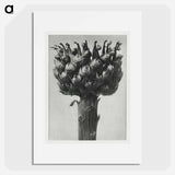 Centaurea macrocephala - Karl Blossfeldt Poster.