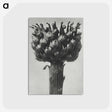 1-87_Karl-Blossfeldt_postcard