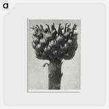 アートポストカード-Centaurea macrocephala - カール ブロスフェルト Postcard.
