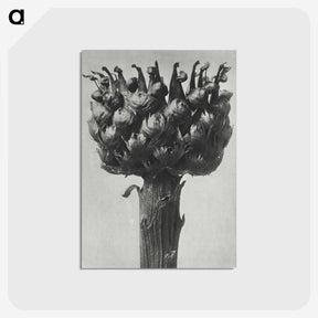 1-87_Karl-Blossfeldt_postcard