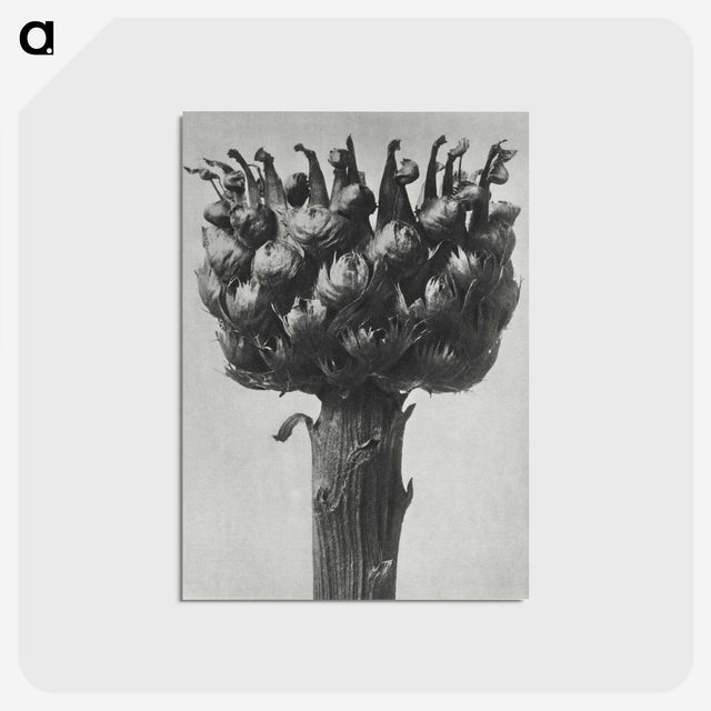 1-87_Karl-Blossfeldt_postcard