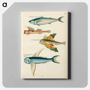 アートパネル-Moluccan Fishes
 - ルイ ルナール Canvas.