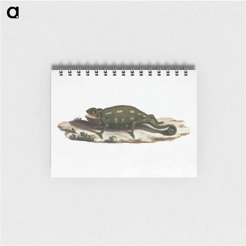 Unidentified Chameleon
 - ルイージ バルガーニ Memo.