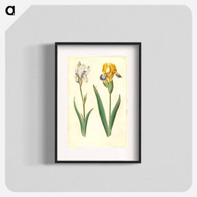 アートポスター-Iris Pallida and Iris Variegata
 - マリア ジビーラ メーリアン Poster.