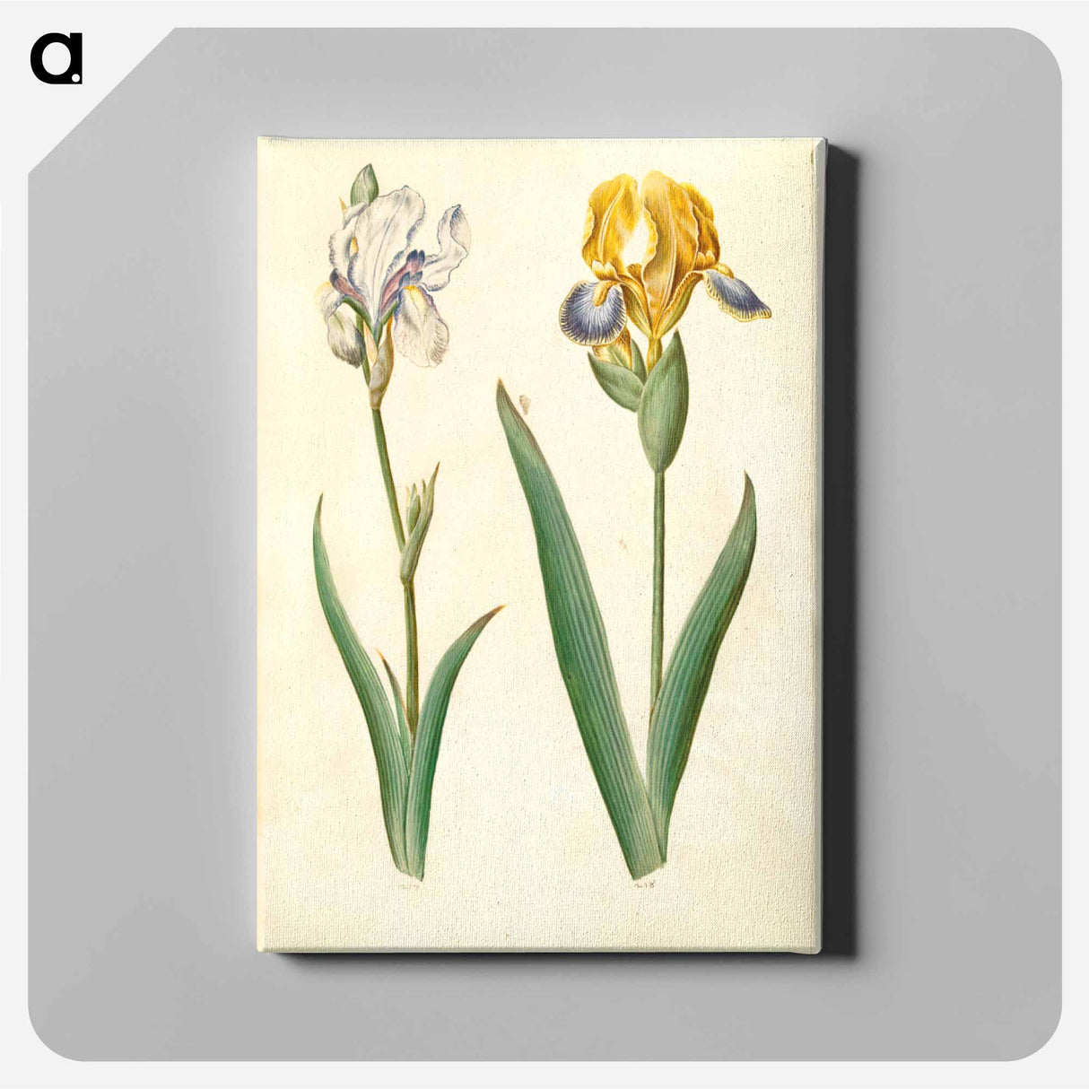 アートパネル-Iris Pallida and Iris Variegata
 - マリア ジビーラ メーリアン Canvas.