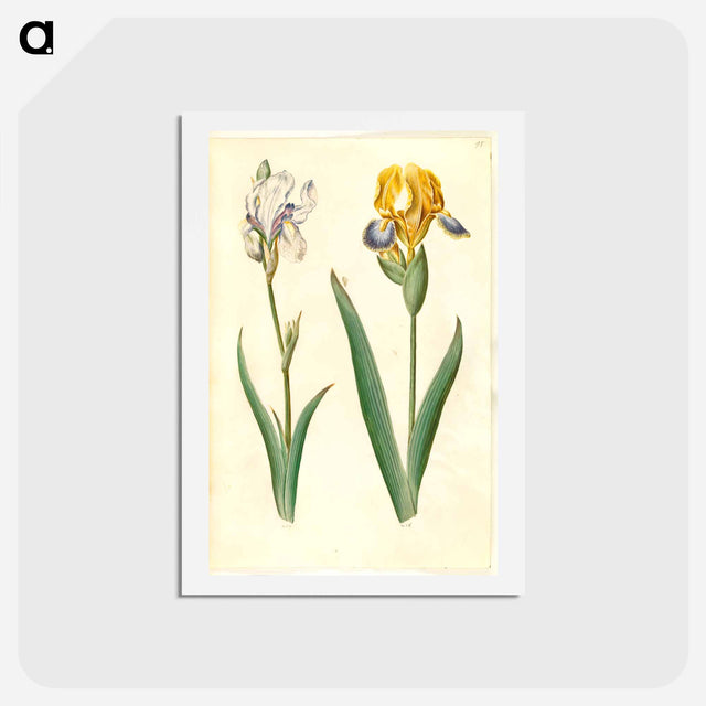 アートポストカード-Iris Pallida and Iris Variegata
 - マリア ジビーラ メーリアン Postcard.