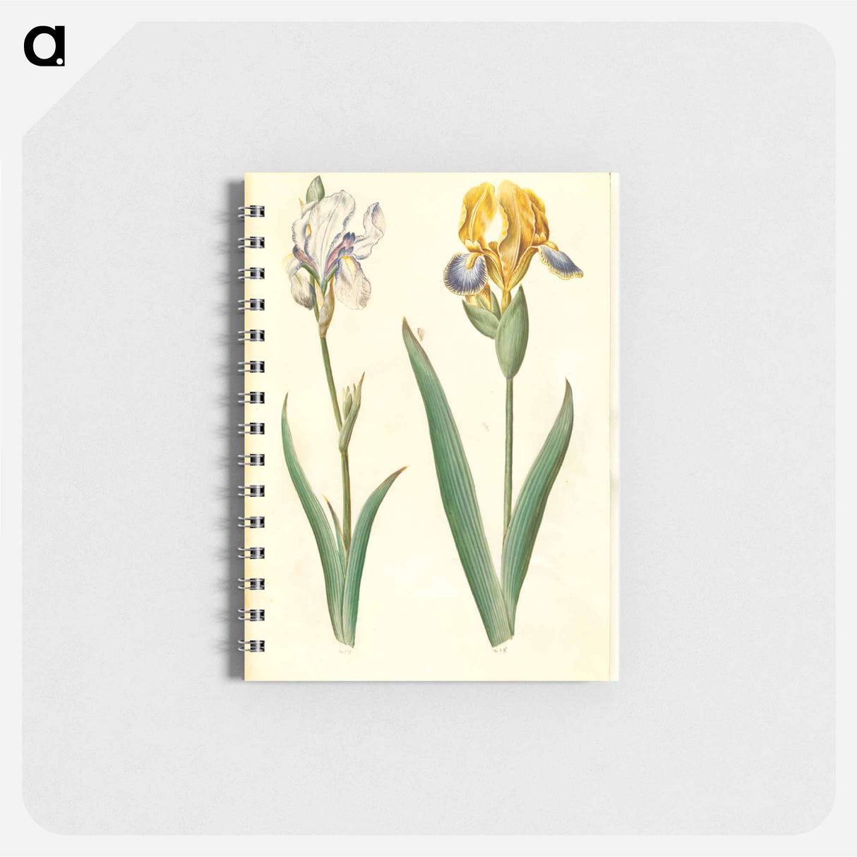 アートメモ帳-Iris Pallida and Iris Variegata
 - マリア ジビーラ メーリアン Memo.