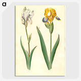 1-87_Maria-Sibylla-Merian_picture-crop