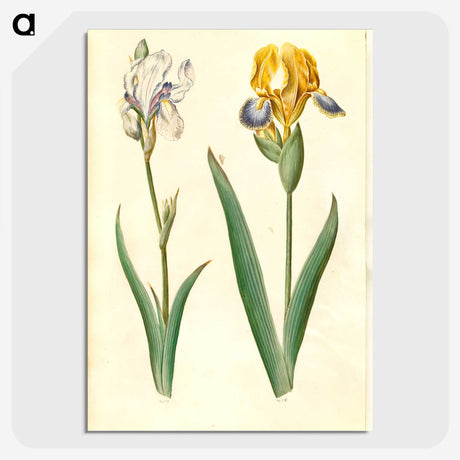 1-87_Maria-Sibylla-Merian_picture-crop