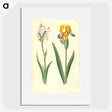 1-87_Maria-Sibylla-Merian_picture