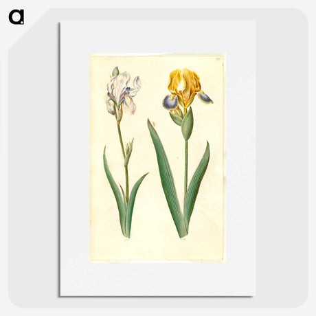 1-87_Maria-Sibylla-Merian_picture