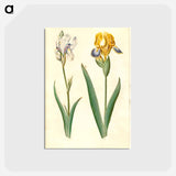 アートポストカード-Iris Pallida and Iris Variegata
 - マリア ジビーラ メーリアン Postcard.