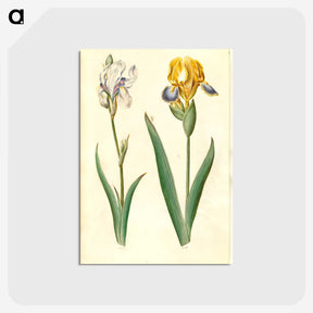 1-87_Maria-Sibylla-Merian_postcard