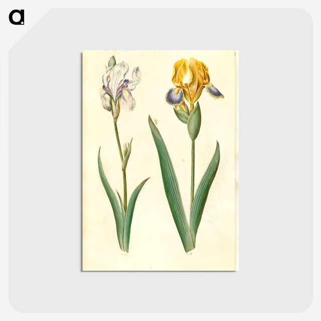1-87_Maria-Sibylla-Merian_postcard