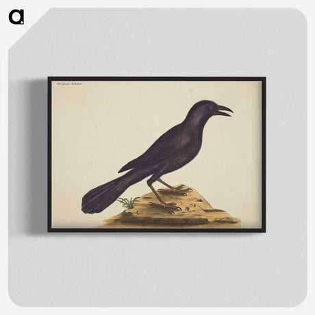 1-87_Mark-Catesby_blk-crop