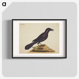 1-87_Mark-Catesby_blk