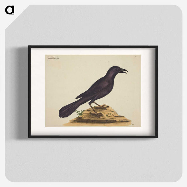 1-87_Mark-Catesby_blk