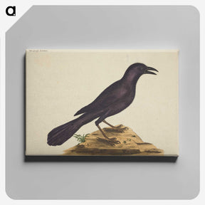 1-87_Mark-Catesby_canvas