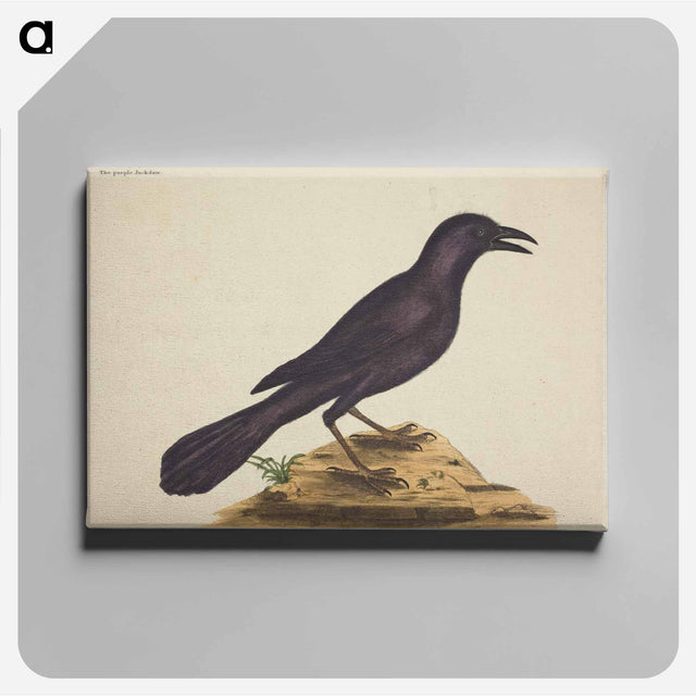 アートパネル-The Purple Jack Daw
 - マーク ケイツビー Canvas.