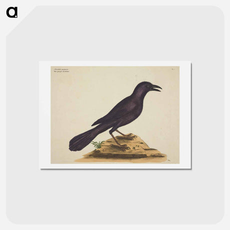 アートポストカード-The Purple Jack Daw
 - マーク ケイツビー Postcard.