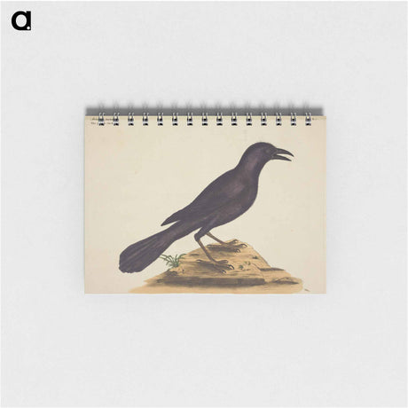 アートメモ帳-The Purple Jack Daw
 - マーク ケイツビー Memo.