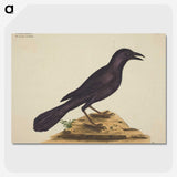 1-87_Mark-Catesby_picture-crop