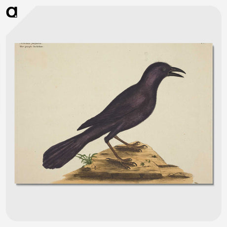 1-87_Mark-Catesby_picture-crop