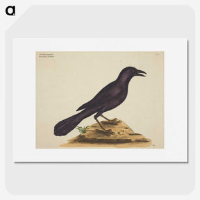 1-87_Mark-Catesby_picture