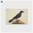 1-87_Mark-Catesby_postcard