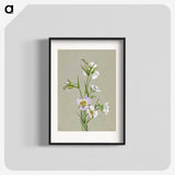 1-87_Mary-Vaux-Walcott_blk