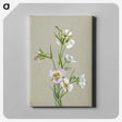 1-87_Mary-Vaux-Walcott_canvas