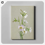 1-87_Mary-Vaux-Walcott_canvas