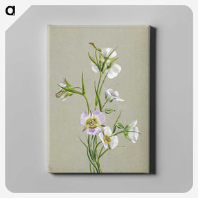 1-87_Mary-Vaux-Walcott_canvas
