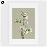 1-87_Mary-Vaux-Walcott_picture