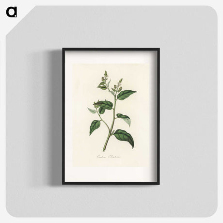 1-87_Medical-Botany_blk