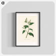 アートポスター-Croton eleuteria Illustration
 - 薬用植物学 Poster.