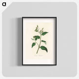 アートポスター-Croton eleuteria Illustration
 - 薬用植物学 Poster.