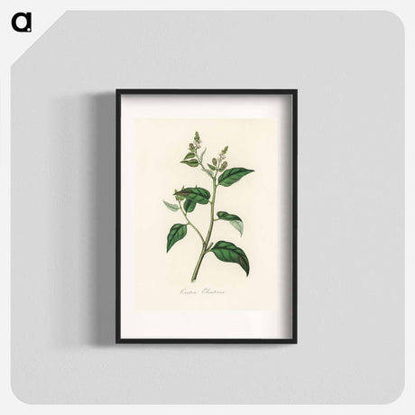 アートポスター-Croton eleuteria Illustration
 - 薬用植物学 Poster.