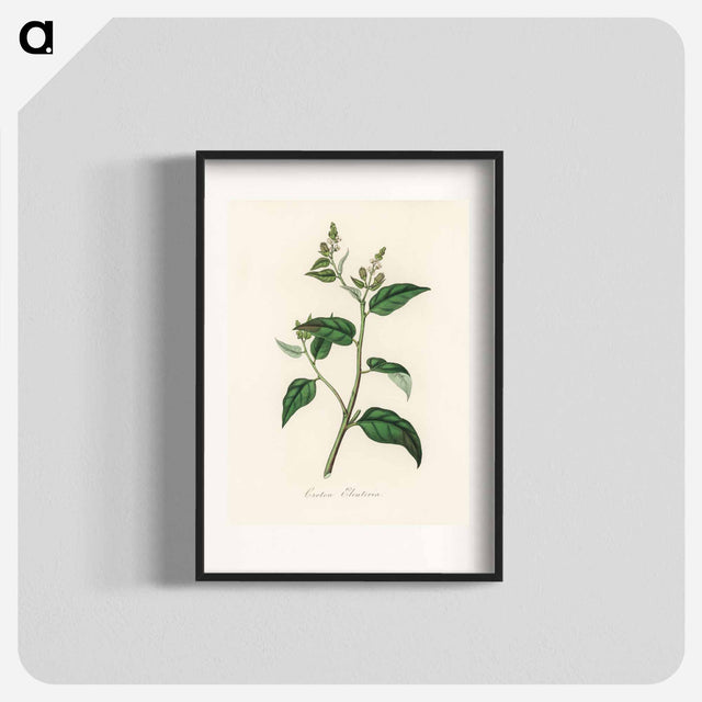 アートポスター-Croton eleuteria Illustration
 - 薬用植物学 Poster.