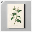 アートパネル-Croton eleuteria Illustration
 - 薬用植物学 Canvas.
