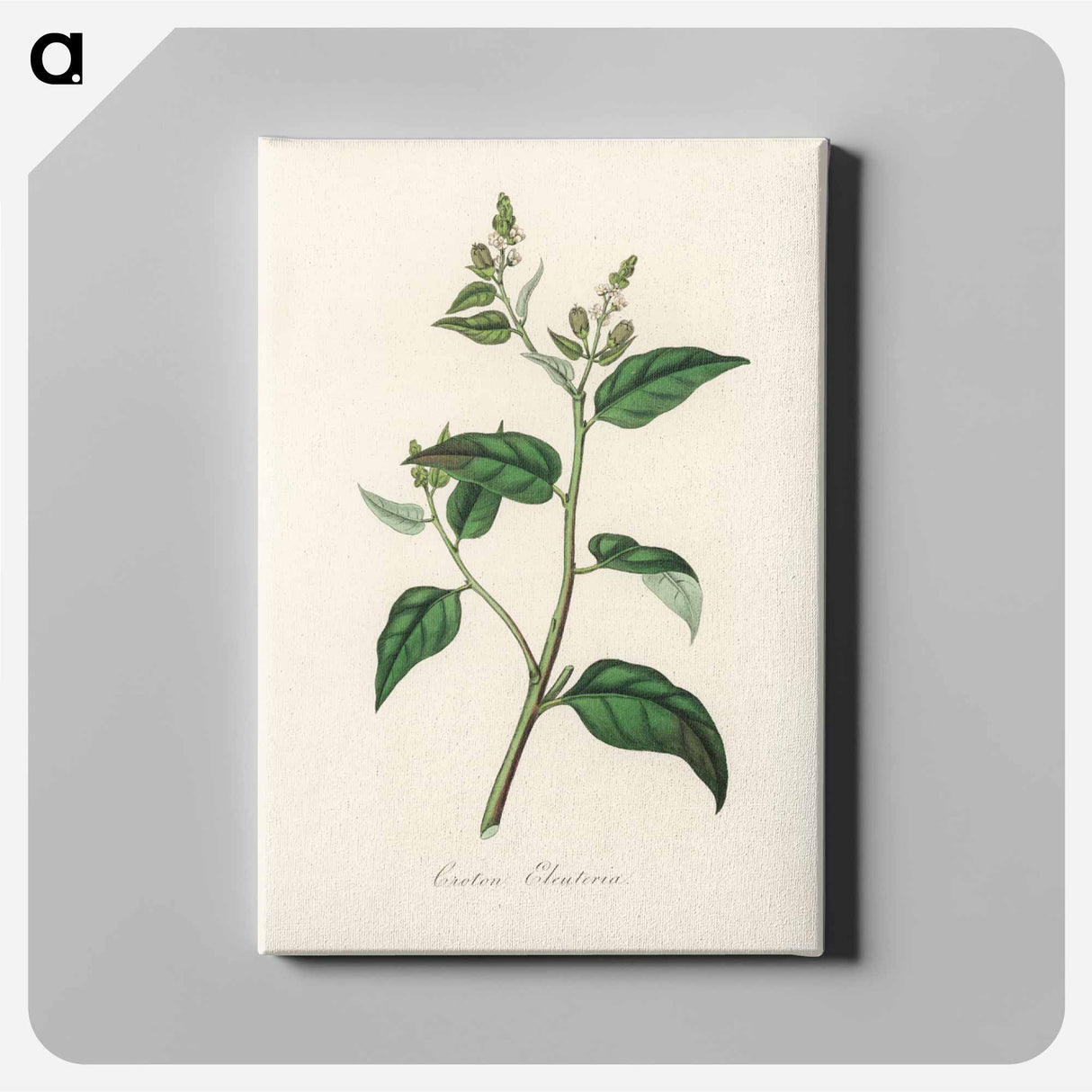 アートパネル-Croton eleuteria Illustration
 - 薬用植物学 Canvas.