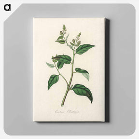 アートパネル-Croton eleuteria Illustration
 - 薬用植物学 Canvas.