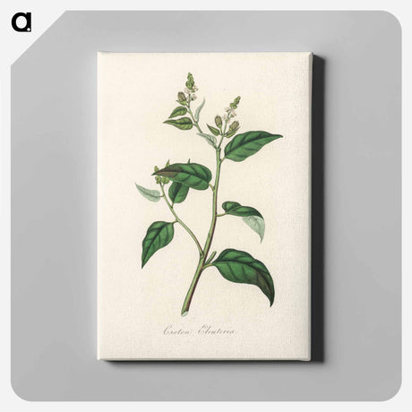 アートパネル-Croton eleuteria Illustration
 - 薬用植物学 Canvas.