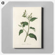 1-87_Medical-Botany_canvas