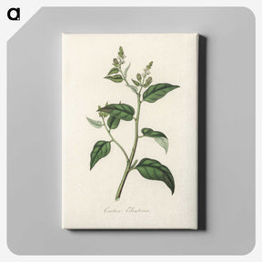 1-87_Medical-Botany_canvas