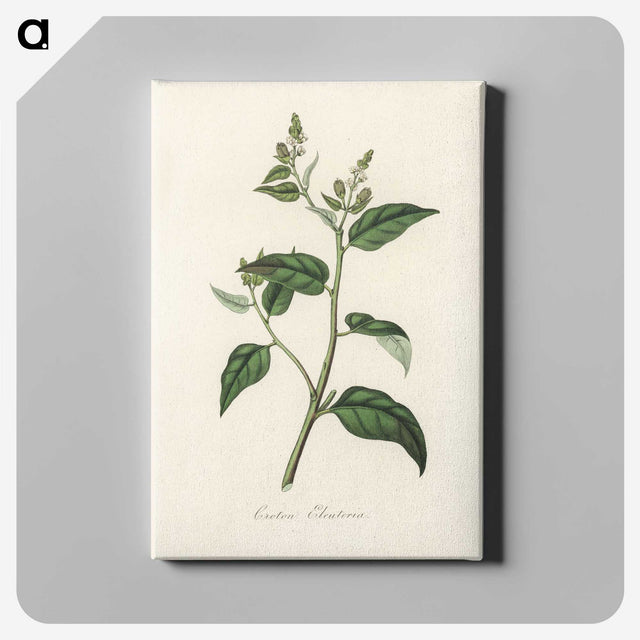 1-87_Medical-Botany_canvas